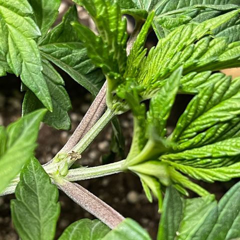 Gelato #33 growlog timeline photo