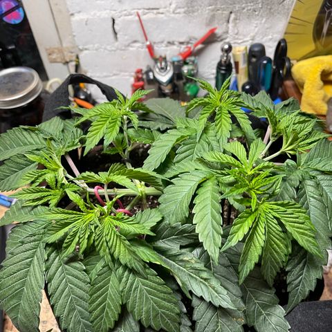 Gelato #33 growlog timeline photo