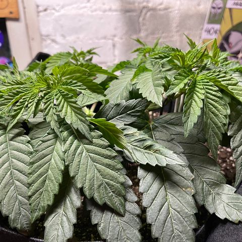 Gelato #33 growlog timeline photo