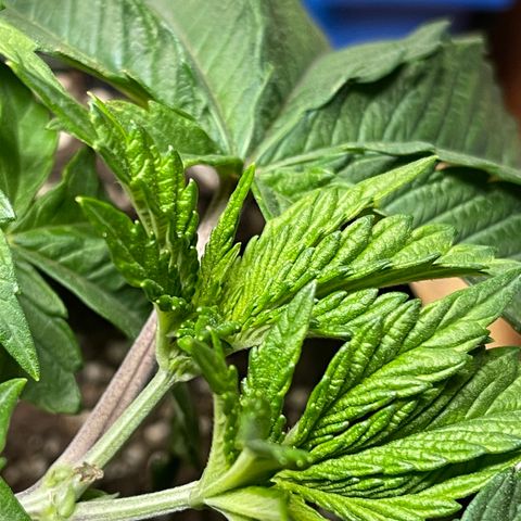 Gelato #33 growlog timeline photo