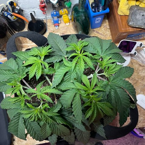 Gelato #33 growlog timeline photo