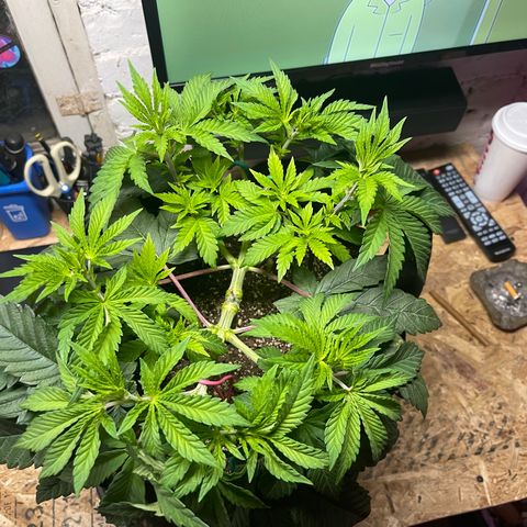 Gelato #33 growlog timeline photo