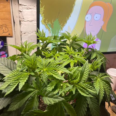 Gelato #33 growlog timeline photo