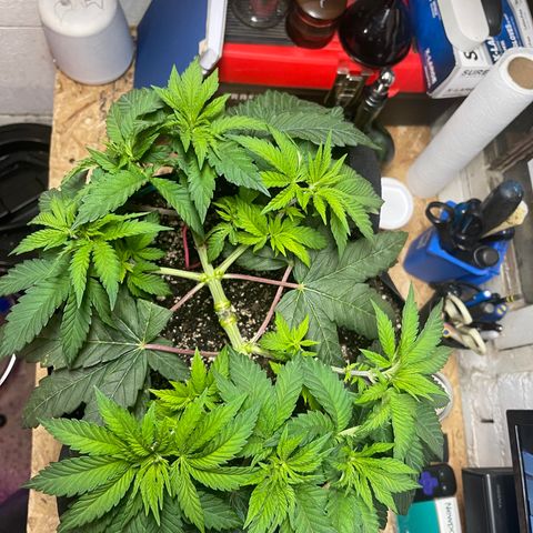 Gelato #33 growlog timeline photo
