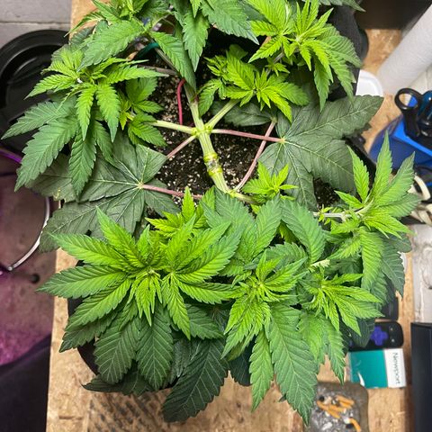 Gelato #33 growlog timeline photo