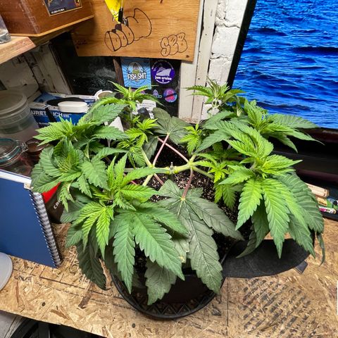 Gelato #33 growlog timeline photo