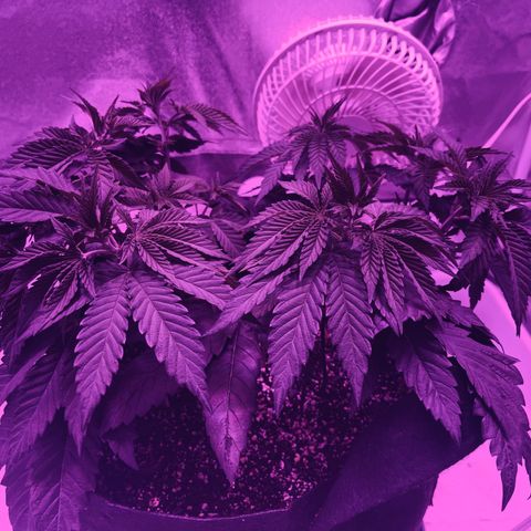 Gelato #33 growlog timeline photo