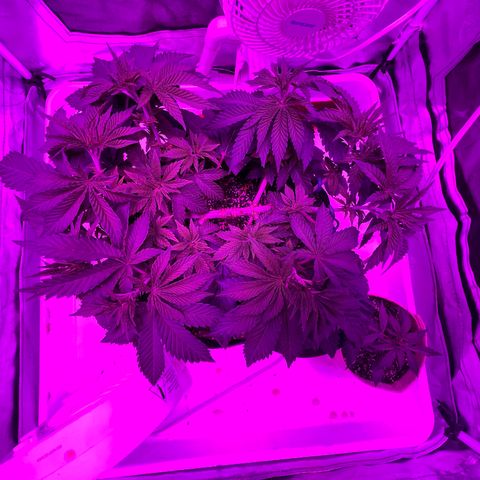 Gelato #33 growlog timeline photo