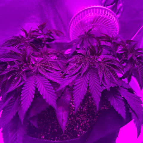 Gelato #33 growlog timeline photo