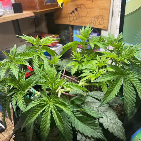 Gelato #33 growlog timeline photo