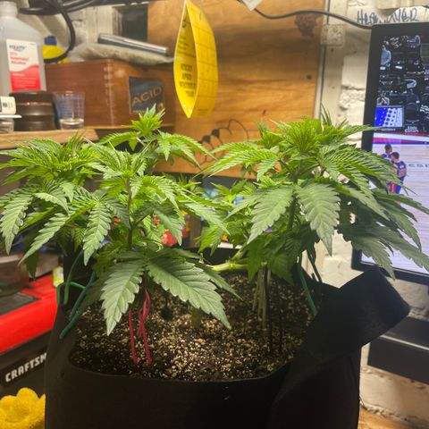 Gelato #33 growlog timeline photo