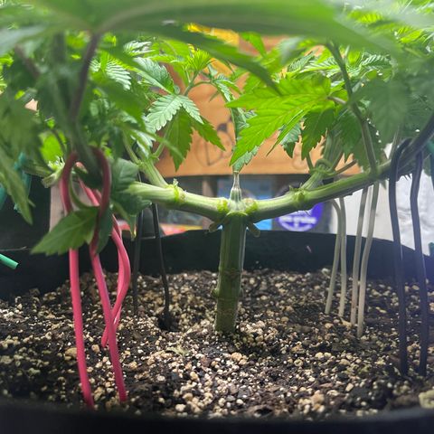 Gelato #33 growlog timeline photo