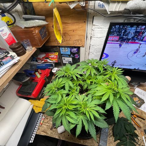 Gelato #33 growlog timeline photo