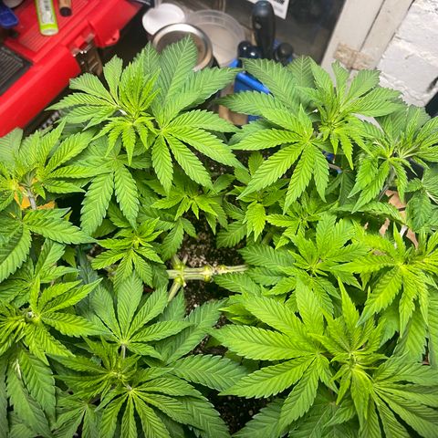 Gelato #33 growlog timeline photo