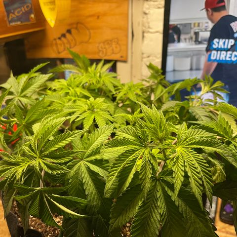 Gelato #33 growlog photo: LST