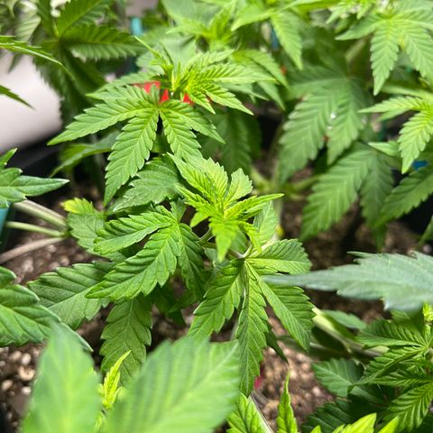 Gelato #33 growlog photo: LST
