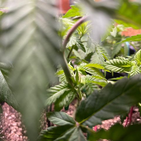 Gelato #33 growlog photo: LST