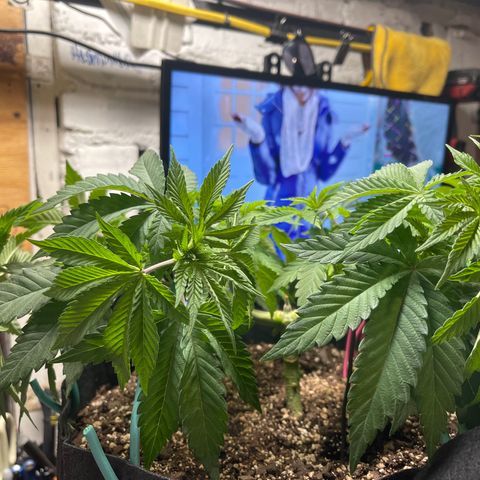 Gelato #33 growlog photo: LST