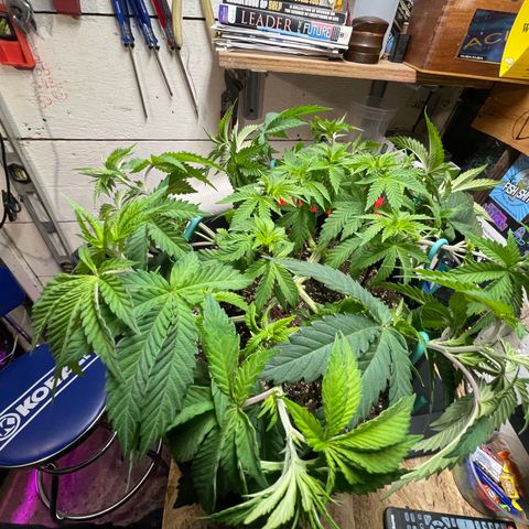 Gelato #33 growlog photo: LST