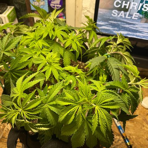 Gelato #33 growlog photo: LST