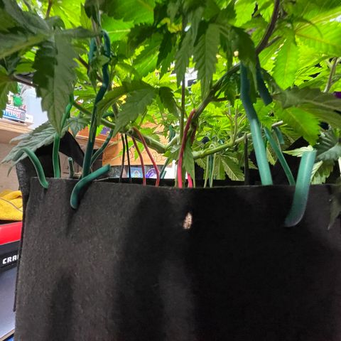 Gelato #33 growlog timeline photo