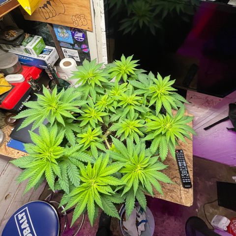 Gelato #33 growlog timeline photo