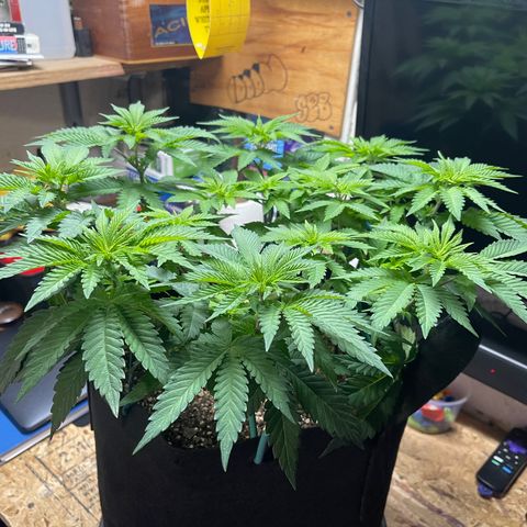 Gelato #33 growlog timeline photo