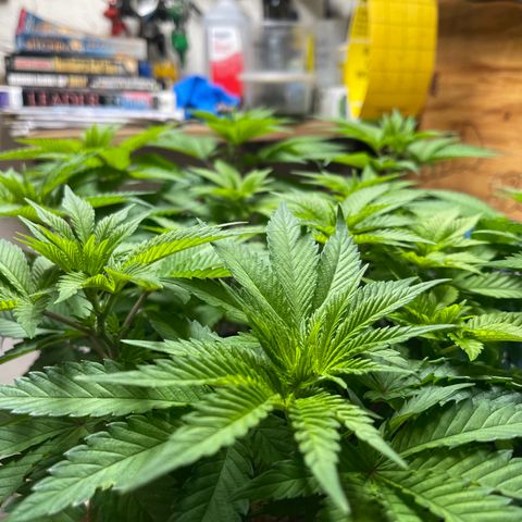 Gelato #33 growlog timeline photo
