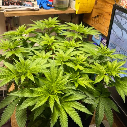 Gelato #33 growlog timeline photo