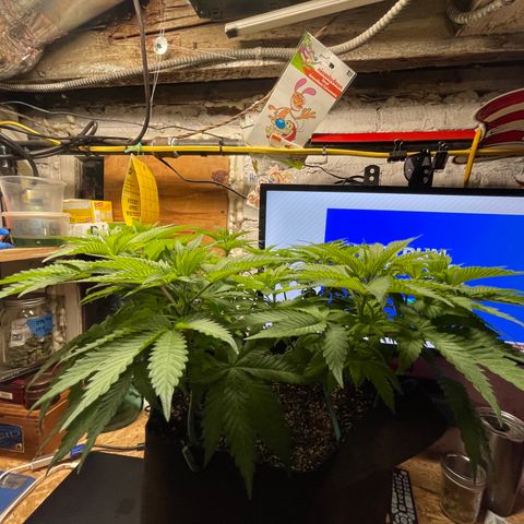 Gelato #33 growlog timeline photo