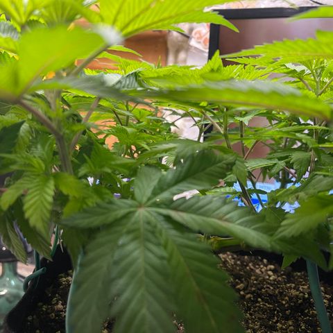 Gelato #33 growlog timeline photo