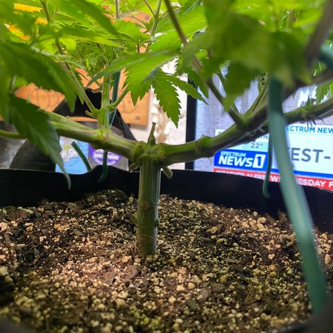Gelato #33 growlog timeline photo