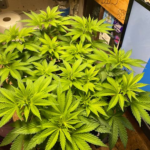 Gelato #33 growlog timeline photo