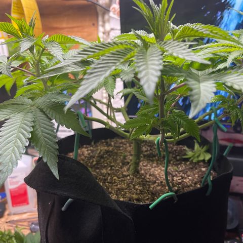 Gelato #33 growlog timeline photo