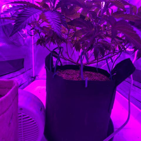 Gelato #33 growlog timeline photo