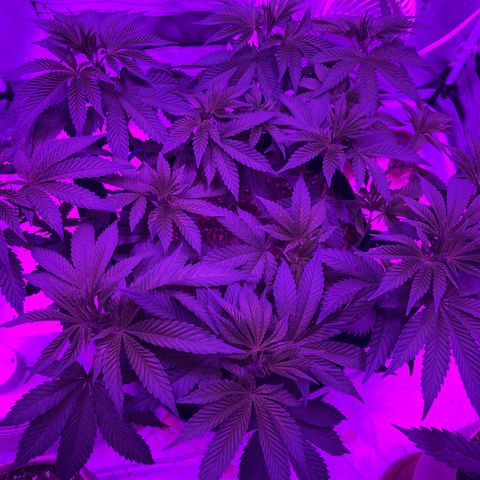 Gelato #33 growlog timeline photo
