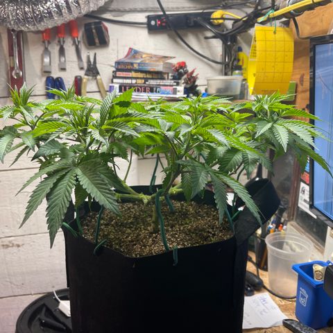 Gelato #33 growlog timeline photo
