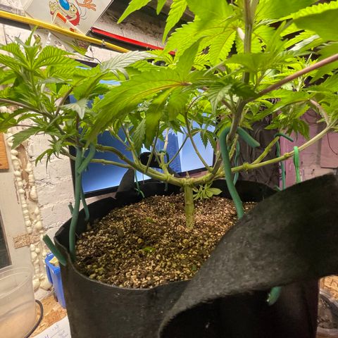 Gelato #33 growlog timeline photo