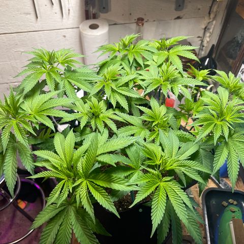 Gelato #33 growlog timeline photo