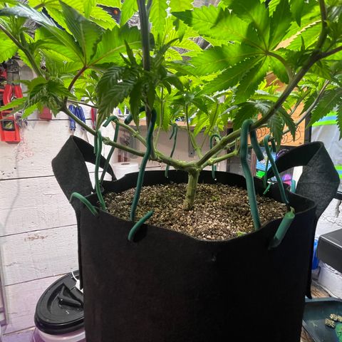 Gelato #33 growlog timeline photo