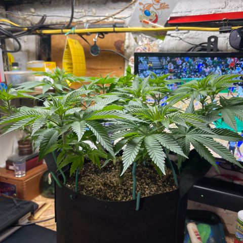 Gelato #33 growlog timeline photo
