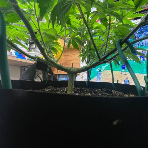 Gelato #33 growlog timeline photo