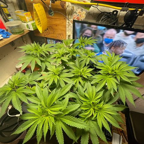 Gelato #33 growlog timeline photo