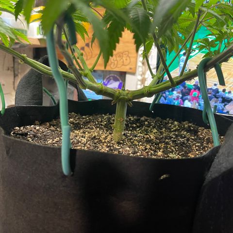 Gelato #33 growlog timeline photo