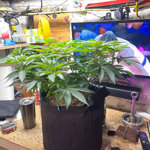 Gelato #33 growlog timeline photo