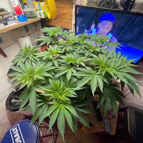 Gelato #33 growlog timeline photo
