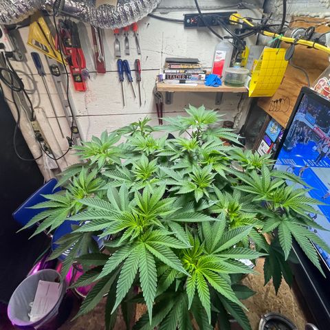Gelato #33 growlog timeline photo