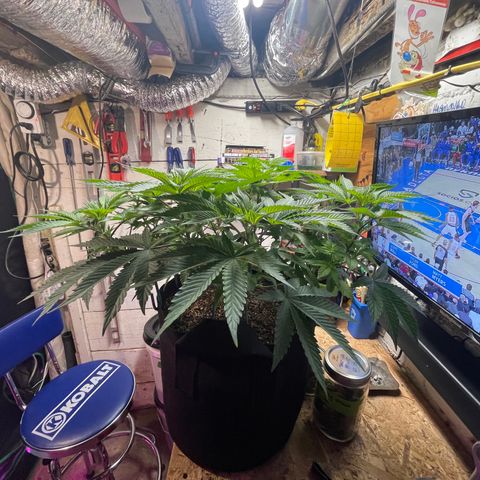 Gelato #33 growlog timeline photo