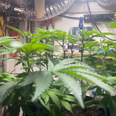Gelato #33 growlog timeline photo