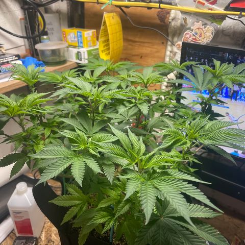 Gelato #33 growlog timeline photo